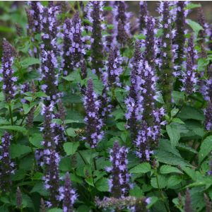 Agastache Astello Indigo