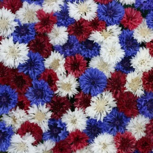 Centaurea Fireworks