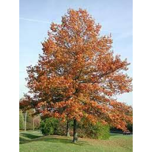 Quercus Palustris