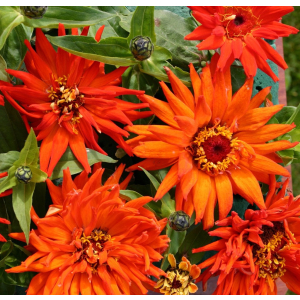 Zinnia Inca