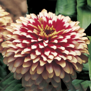 Zinnia Swizzle Cherry & Ivory