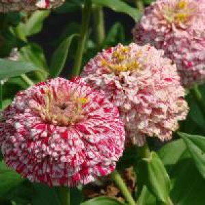 Zinnia Pop Art White and Red