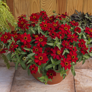 Zinnia Profusion Red