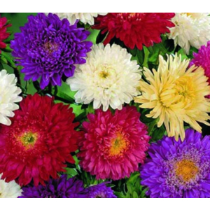 Callistephus Princess Mix