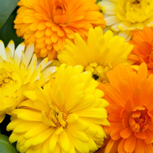 Calendula Costa Mix