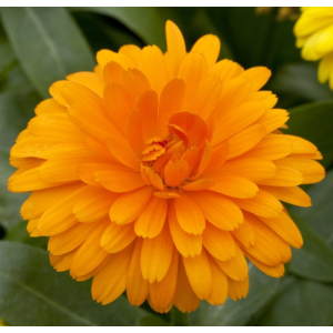 Calendula Costa Orange