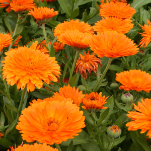 Cal. Mandarin Twist