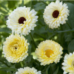 Calendula Snow Princess