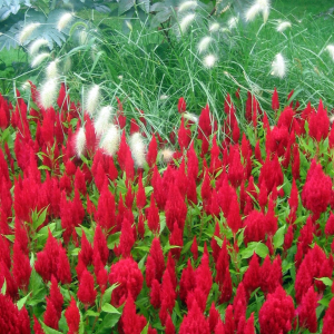 Celosia plum. Fresh Look Red