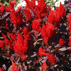 Celosia plum. Chinatown