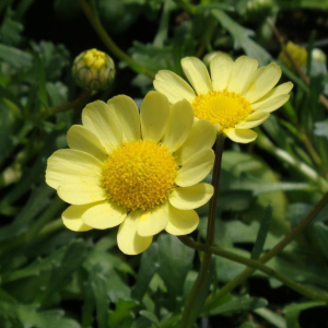 Chrysanthemum Moonlight