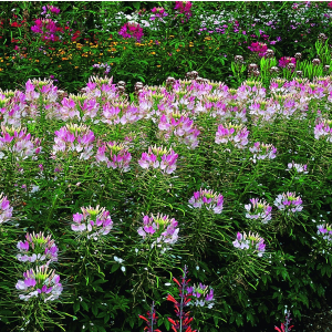Cleome Sparkler Blush