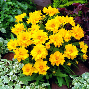 Coreopsis Presto
