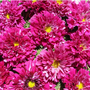 Cosmos Double Click Cranberries