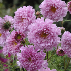 Cosmos Double Click Rose Bonbon