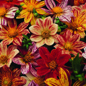 Dahlia Fireworks Mix