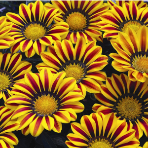 Gazania Big Kiss Yellow Flame