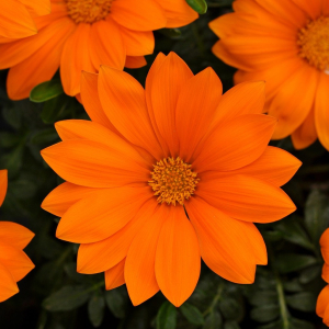 Gazania New Day Clear Orange