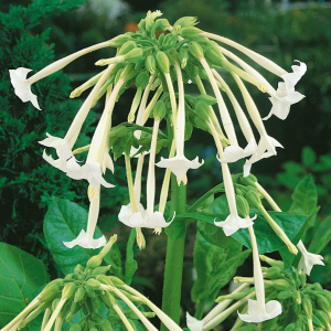 Nicotiana Sylvestris Only The Lonely