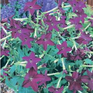 Nicotiana Perfume Deep Purple