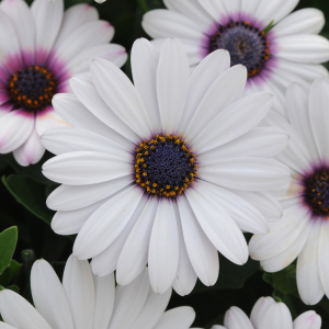 Osteospermum Akila Daisy White