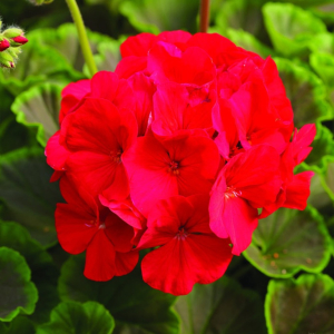 Pelargonium Bullseye Red