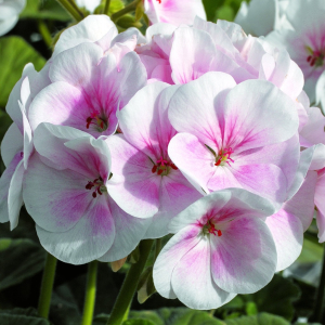 Pelargonium Maverick Appleblossom