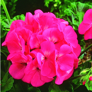 Pelargonium Maverick Pink