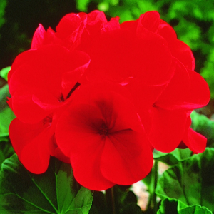 Pelargonium Maverick Red