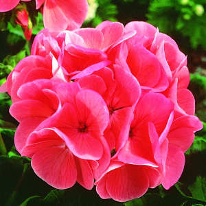 Pelargonium Maverick Salmon