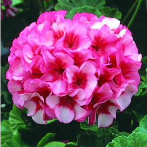 Pelargonium Maverick Star