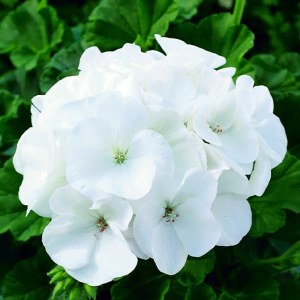 Pelargonium Maverick White