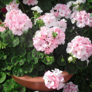 Pelargonium Pinto Prem.White to Rose