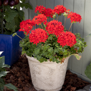 Pelargonium Quantum Red