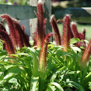 Pennisetum glaucum Jade Princess