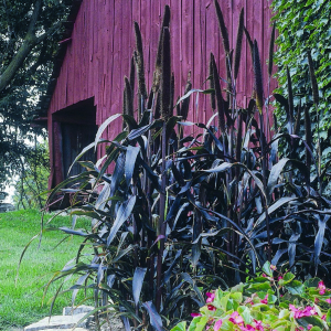 Pennisetum glaucum Purple Majesty