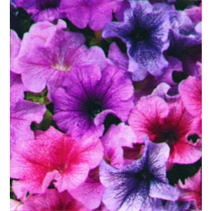 Petunia grandiflora Daddy Mix
