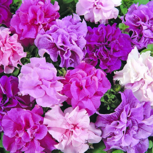 Petunia grandiflora Dble Cascade Mix