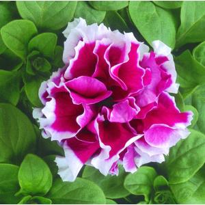 Petunia grandiflora Dble Rose Pirouette