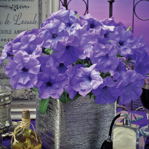 Petunia Evening Scentsation