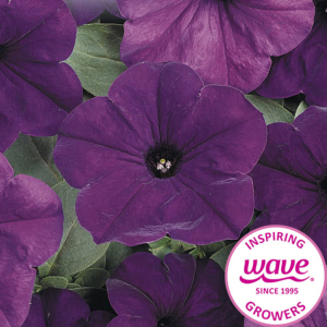 Petunia Easy Wave Blue