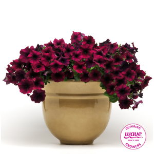 Petunia Easy Wave Burgundy Velour