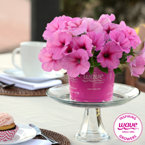 Petunia Easy Wave Pink Passion