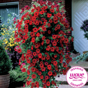 Petunia Easy Wave Red