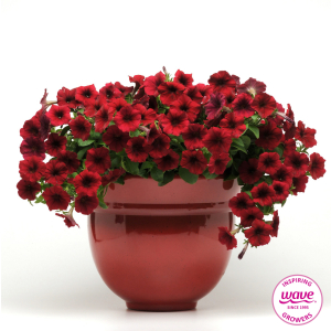 Petunia Easy Wave Red Velour