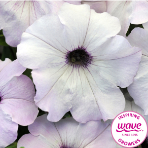Petunia Easy Wave Silver