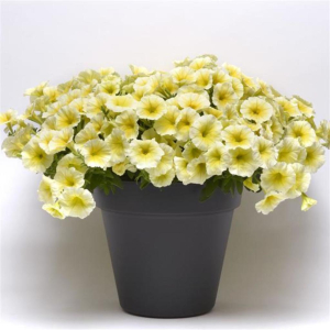 Petunia Easy Wave Yellow
