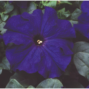 Petunia grandiflora Limbo Blue