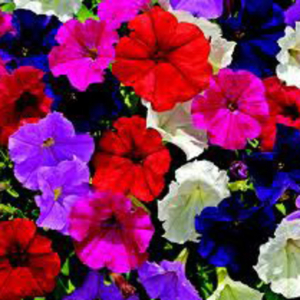 Petunia milliflora Picobella MIx