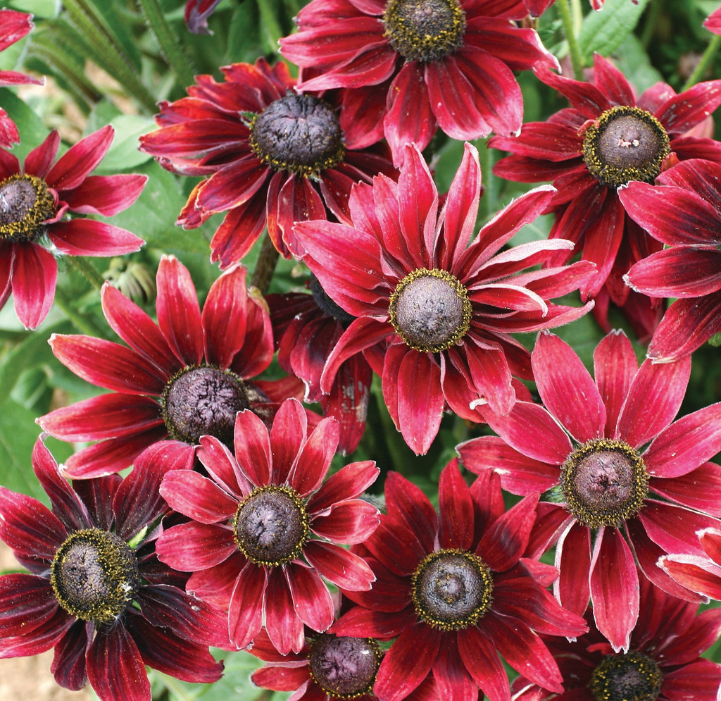 Rudbeckia Cherry Brandy